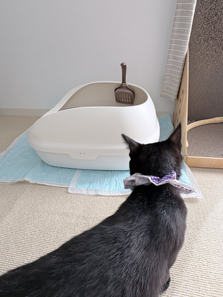 toritogymto's tweet photo. 猫トイレ丸洗いして砂も取り替えた！
最近クンクン匂い嗅いで気にしてたからスッキリ✨ https://t.co/zm4LXFEdmL
