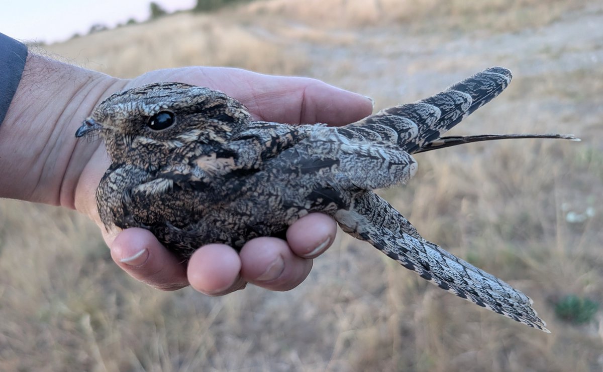 mattthesparrow's tweet photo. Yesterday we ringed the first Nightjar of the Autumn on the Salisbury Plain. They are a real highlight for our team because they are just so beautiful and so very different to any other bird we encounter. https://t.co/EIryaR5HBU