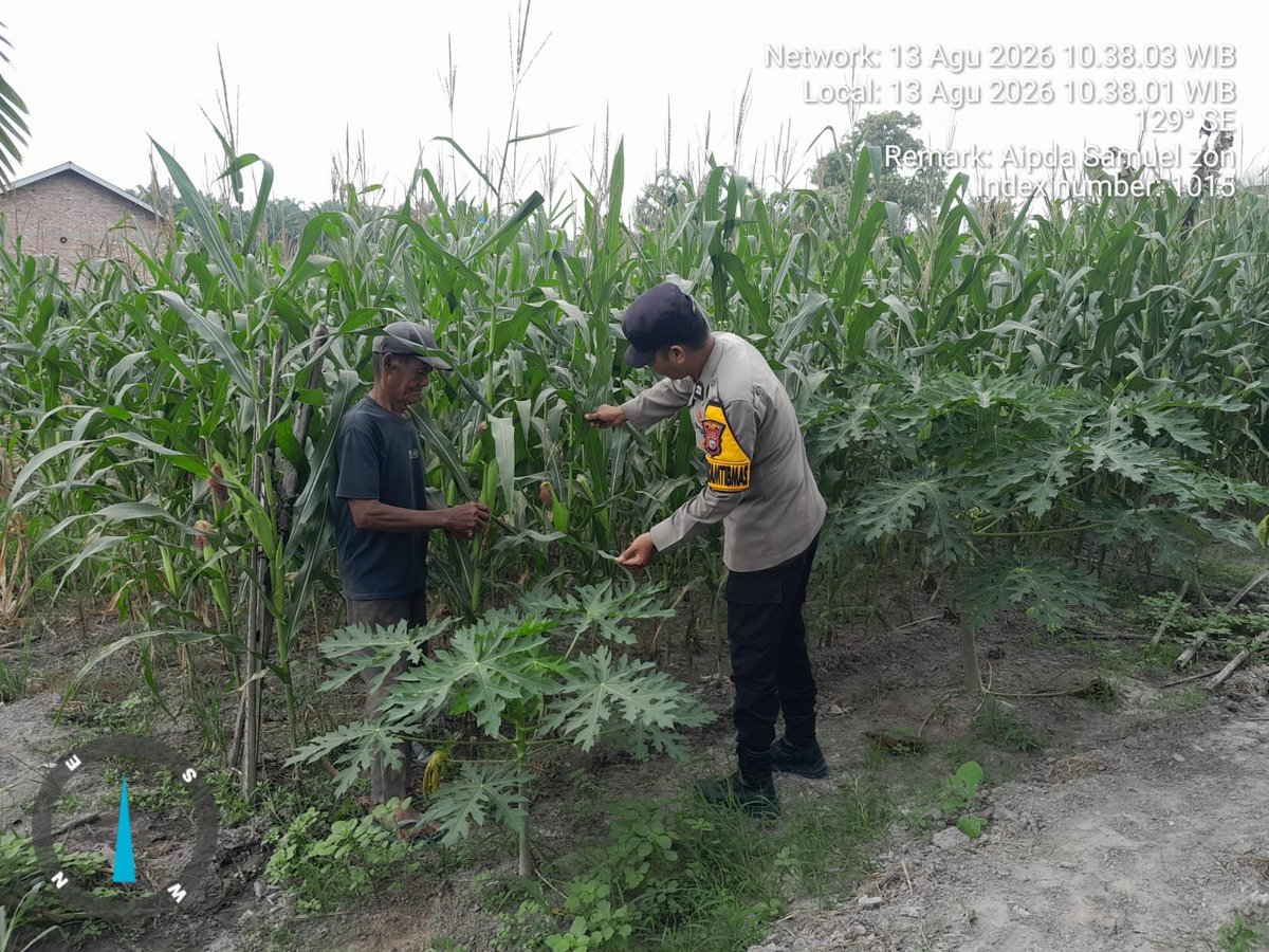 standbay21's tweet photo. Bhabinkamtibmas Kampung Lubuk Dalam Aiptu Samuel Polsek Lubuk Dalam Polres Siak Polda Riau Cek tanaman jagung pipil agar mendapatkan hasil yang maksimal.
#ketahananpangan  #swasembadapangannasional #bidhumaspoldariau #greenpolicing #humaspolressiak https://t.co/nouI5FeTeb