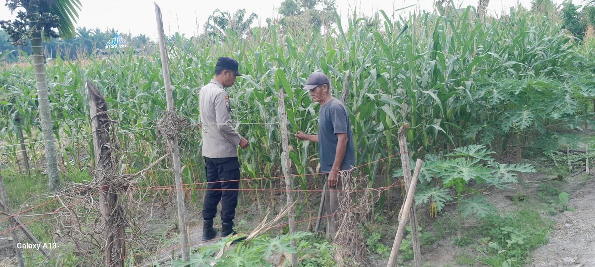 standbay21's tweet photo. Bhabinkamtibmas Kampung Lubuk Dalam Aiptu Samuel Polsek Lubuk Dalam Polres Siak Polda Riau Cek tanaman jagung pipil agar mendapatkan hasil yang maksimal.
#ketahananpangan  #swasembadapangannasional #bidhumaspoldariau #greenpolicing #humaspolressiak https://t.co/nouI5FeTeb
