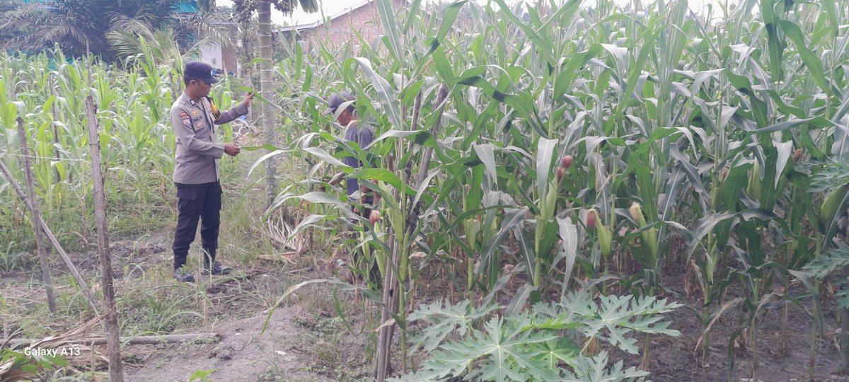 standbay21's tweet photo. Bhabinkamtibmas Kampung Lubuk Dalam Aiptu Samuel Polsek Lubuk Dalam Polres Siak Polda Riau Cek tanaman jagung pipil agar mendapatkan hasil yang maksimal.
#ketahananpangan  #swasembadapangannasional #bidhumaspoldariau #greenpolicing #humaspolressiak https://t.co/nouI5FeTeb