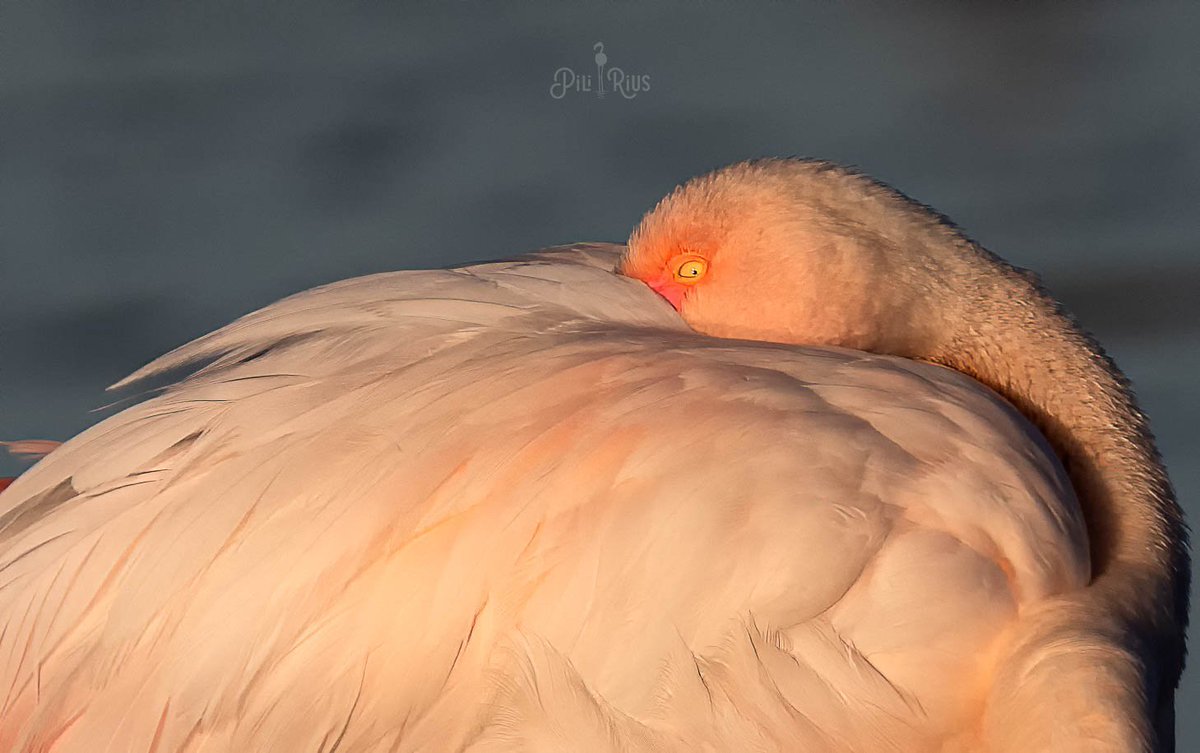 piliriuss's tweet photo. Ens llevem al #deltadelebre amb  la resaca emocional pel q vam viure ahir. #eclipsetotal va ser un espectacle q no oblidarem mai. #bondia @terresebretur @catexperience https://t.co/qNAzGOQadQ