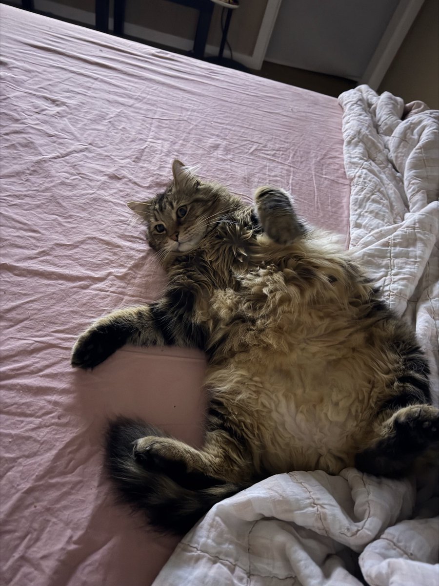Crits4Dayz's tweet photo. @rickygervais @rickygervais I watched it with my Maine Coon Greg! Who legit could play Gus in the real life adaptation. https://t.co/ysDL0jdV13