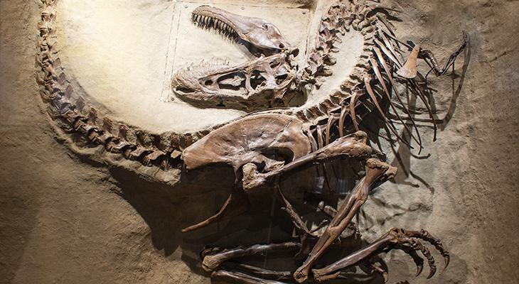 PoeBirdo's tweet photo. @ATC_1984 @RealTrouble_Man Check out this Gorgosaurus from the Royal Tyrrell Museum in Alberta--a rare complete fossil found with the bones arranged as in life--looks like he had a bad day.
https://t.co/dp681PCiqF https://t.co/dzxq7PoOTM