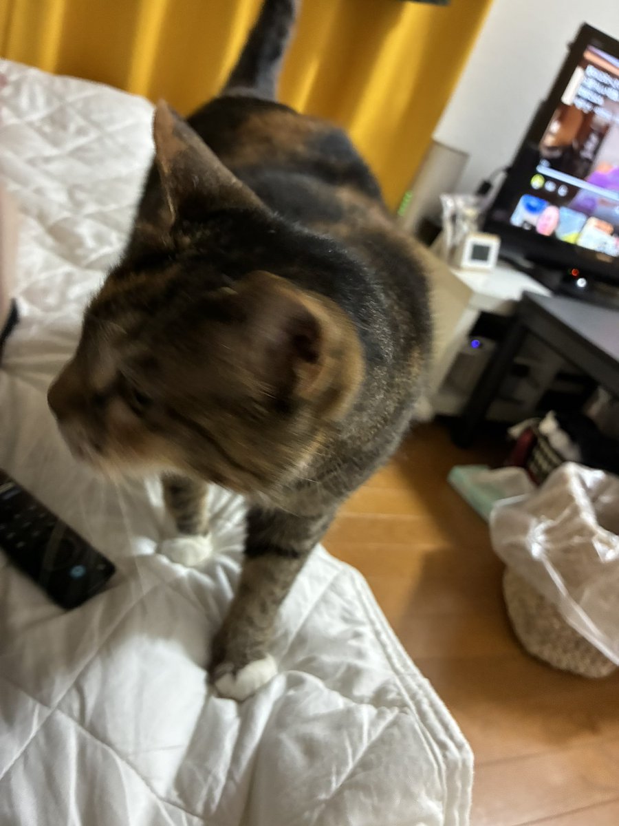 nyannyanyuko's tweet photo. おー！銀ちゃん来ましたね。 https://t.co/jGrtYXJZtg