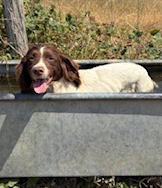 kent_police's tweet photo. Officers are appealing for witnesses, CCTV and dashcam footage after 2 dogs were reportedly stolen from #Sevenoaks.  
 
We received a report that between 8.30pm and midnight on Tuesday 11 August the dogs, Nelly and Betty, were taken. 

More here: https://t.co/DYSrTC19Al https://t.co/BnYi2Iv5Av