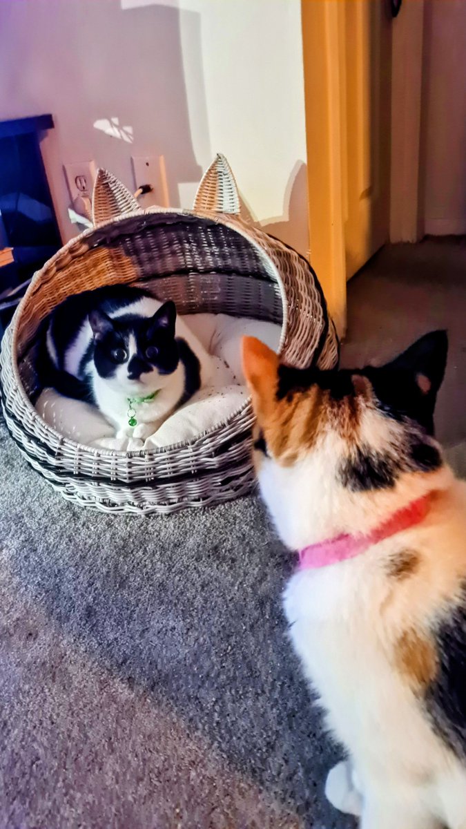 WensdaiAmbrose's tweet photo. Tonka Bean and Rue showing off their new cat bed 💖
#cats #catbed #pets #catlife https://t.co/jafdoaJPgL