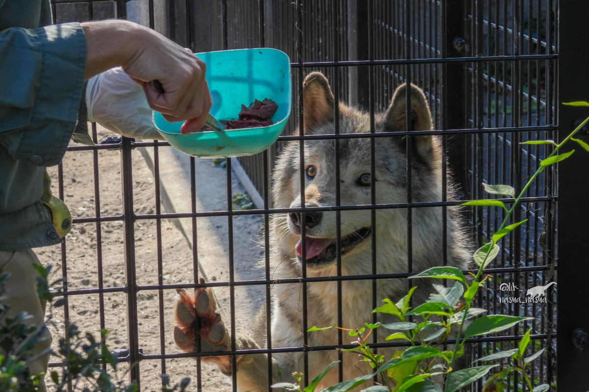 lik_nasua_nasua's tweet photo. #国際オオカミの日
#InternationalWolfDay
ショウがのんびり休めたのは、ほんの一瞬だったかもしれないね。
ユウキが来てペースを狂わされてる様子が目に浮かぶ😂
#平川動物公園
#シンリンオオカミ #ショウ♂
#EasternTimberWolf
(2024年11月、2025年3月) https://t.co/omm9bwSA6e
