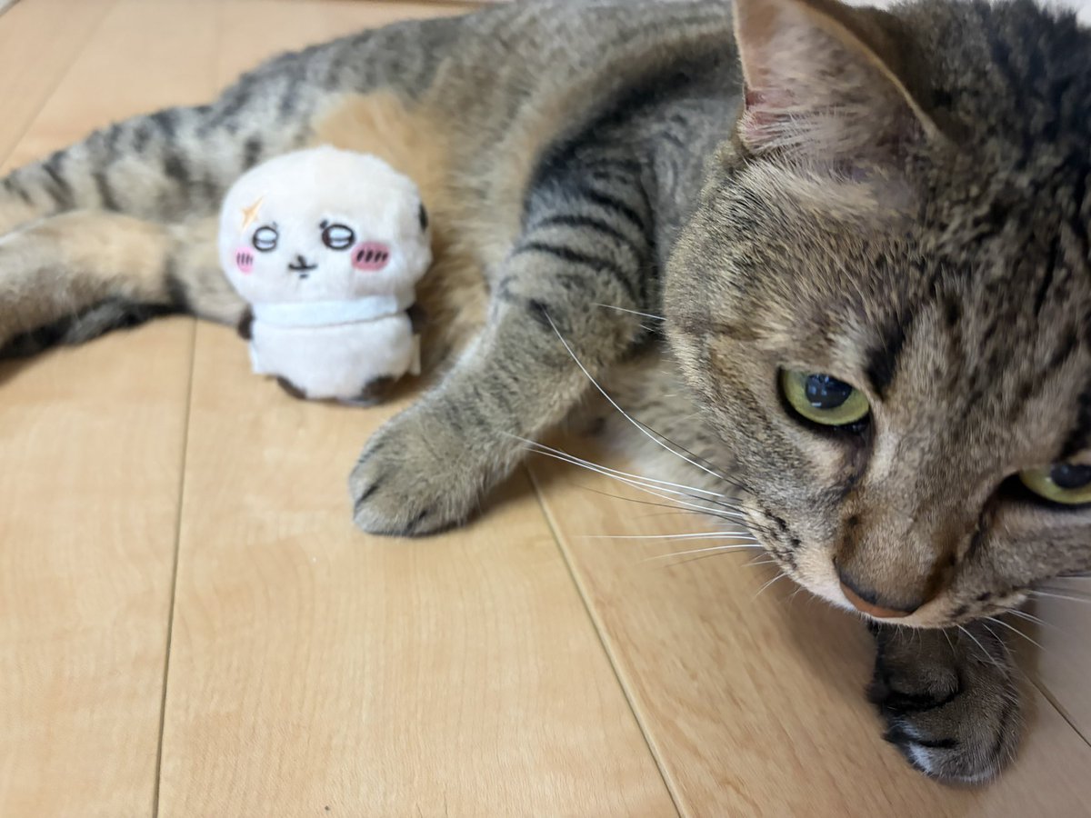 Maro_ru11's tweet photo. 親の隣でラッコ握りながらTwitterポチポチしてる

これはうちの猫とラッコ https://t.co/FkvLAOas89