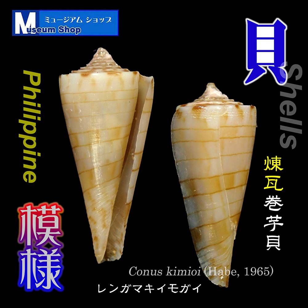 shop_museum's tweet photo. #貝標本 #イモガイ
レンガマキイモガイ　Conus kimioi
フィリピン

レンガ「煉瓦」を巻いてる模様。
レンガ…見えてますか？😉
小さなイモガイ
https://t.co/5i6dbwu2VO
#ミュージアムショップ
#標本販売 #美術 #デザイン #Art https://t.co/ALU8BV6Akp