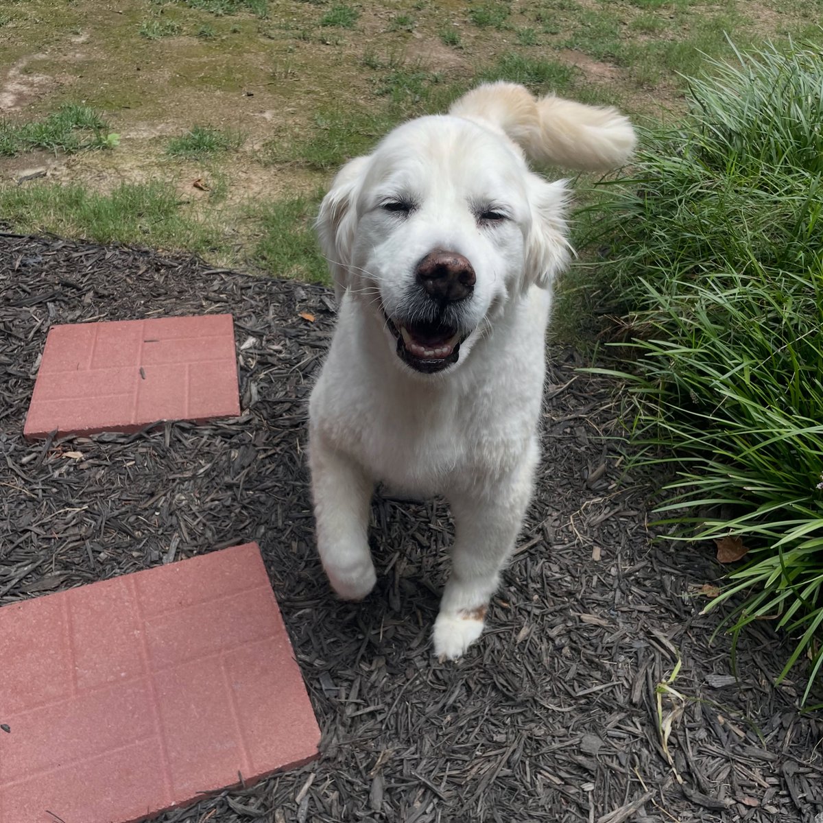 atlantapetlife's tweet photo. Thursday is looking so bright with Cooper flashing that joyful, crinkly-eyed smile! As we gear up and slide right into another weekend ahead, there is honestly no better way to lift your spirits than a happy pup basking in the sunshine.

Stop scrolling right now and drop a BOOP👇 https://t.co/i56cBfoRiO