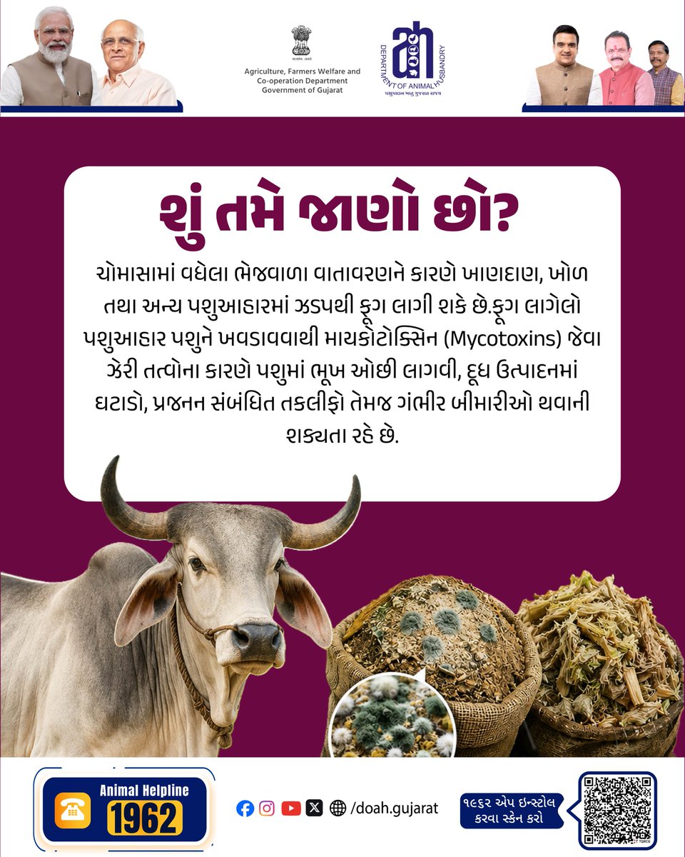 DoahGujarat's tweet photo. 🌧️ ચોમાસામાં વધેલી ભેજને કારણે પશુઆહારમાં ફૂગનો વિકાસ થઈ શકે છે, જે માયકોટોક્સિન જેવા હાનિકારક તત્વોનું જોખમ વધારી શકે છે.
🌾 પશુઓને ફૂગ લાગેલો કે બગડેલો આહાર ન આપો અને યોગ્ય રીતે સંગ્રહિત, સ્વચ્છ આહાર જ આપો.

#AnimalNutrition #CattleCare #FeedSafety #LivestockHealth #MonsoonCare https://t.co/XofoJarJRh