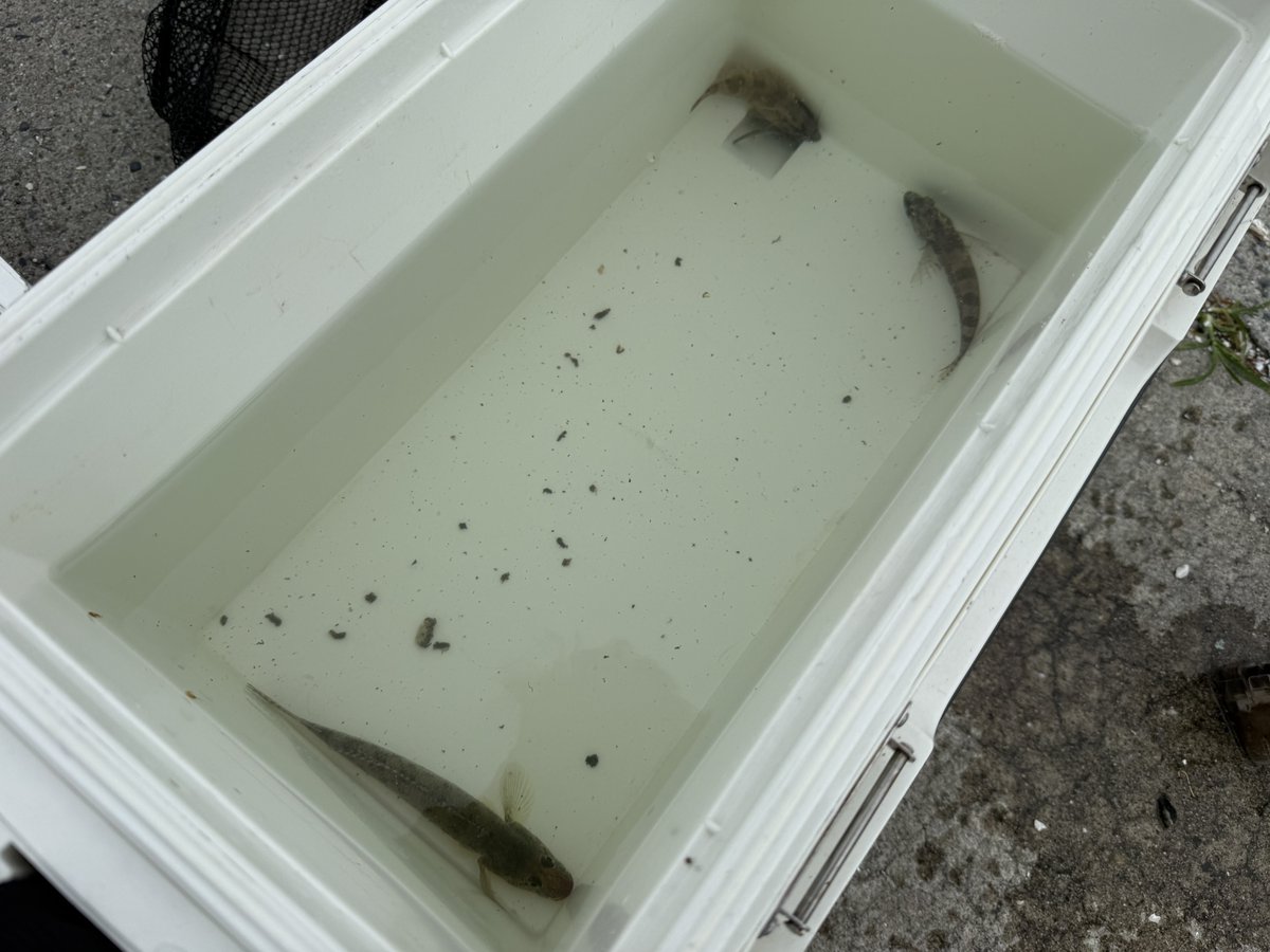 torafugufishing's tweet photo. 今回は塩竈へ
久しぶりに日中の釣り
干潮からスタート
潮位が上がると共にサバの回遊も入り、他の魚の活性も上がった
今年の塩竈は平年並みの水温となっているようで、魚がギリギリ留まってくれそうだ
気になる情報もゲット
今後調査が必要や

サバ 6匹
マハゼ 1匹
ベッコウゾイ1匹
アナハゼ 1匹 https://t.co/r5r0ApoMiJ