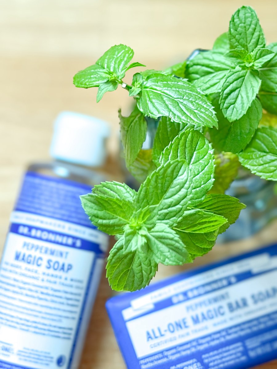 takeuchi__yuki's tweet photo. モニターキャンペーンでDr. Bronner’sのマジックソープ（ペパーミント）をお試しさせてもらいました🌿

洗ってる時からヒンヤリ🧊
お風呂上がりも爽快✨

そして何より、パキッとした色のパッケージがめちゃくちゃ写真映えするから、撮りたくなっちゃう📷🩷 https://t.co/99zCxonCBX