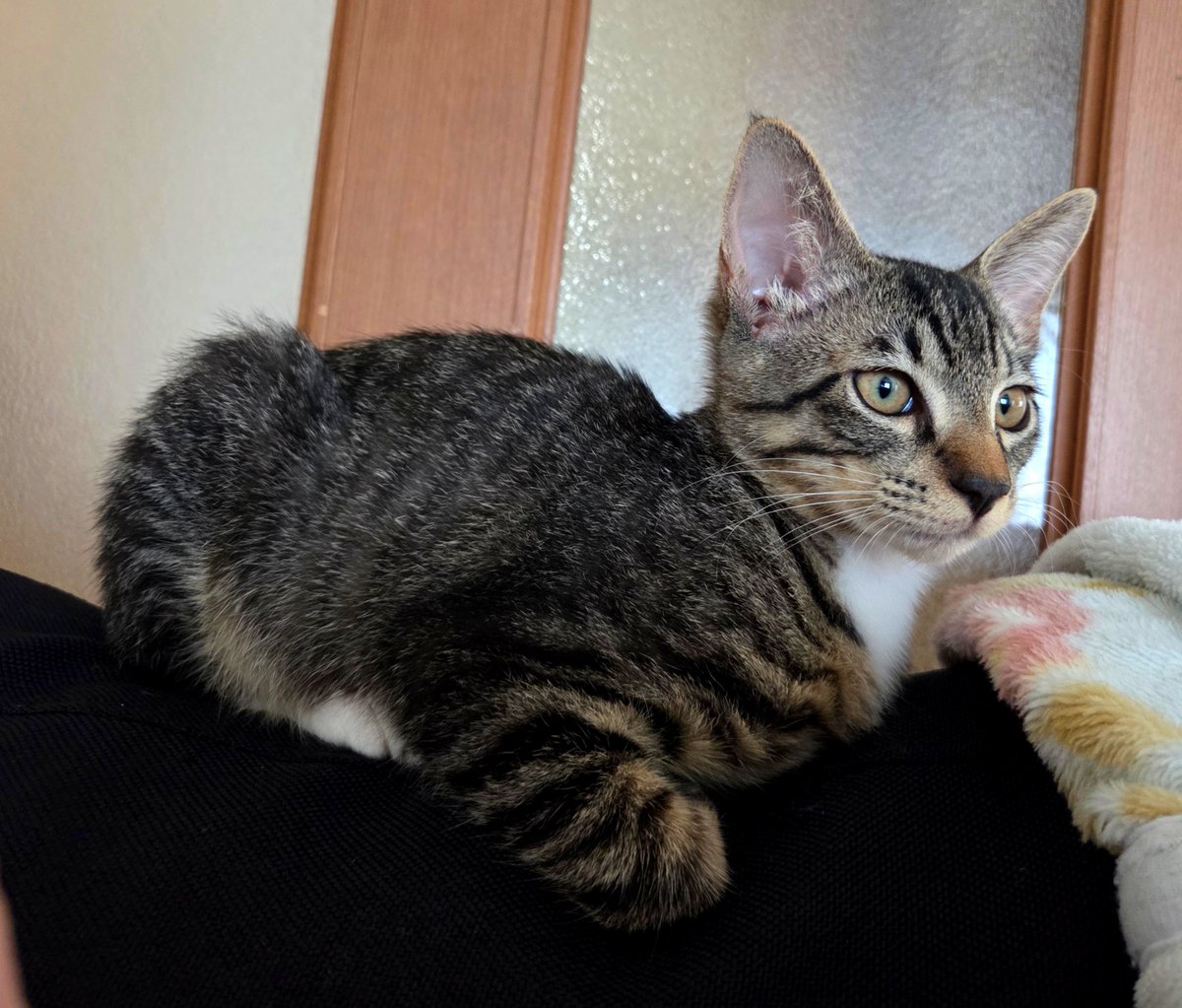 momochan0620's tweet photo. 我が家に来て1ヶ月半が過ぎました。
体重も倍になりました。

#猫のいる暮らし
#こねこ
#ねこ https://t.co/xutkf6nkoj