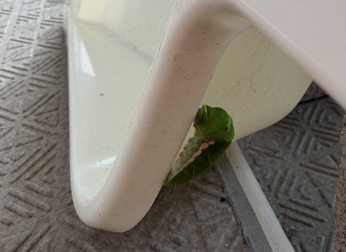 hisatomikato's tweet photo. ベランダの金柑の葉を食べて育った青虫は蛹になり、10日ほどで羽化した。盆休みなので、飛び立つとこまで見送れたのがよかった。鳥に食べられないように祈りながら蝶々の旅立ちを見送る。
風は強いが立派に飛んでいった🦋 https://t.co/3w23aGNWiE