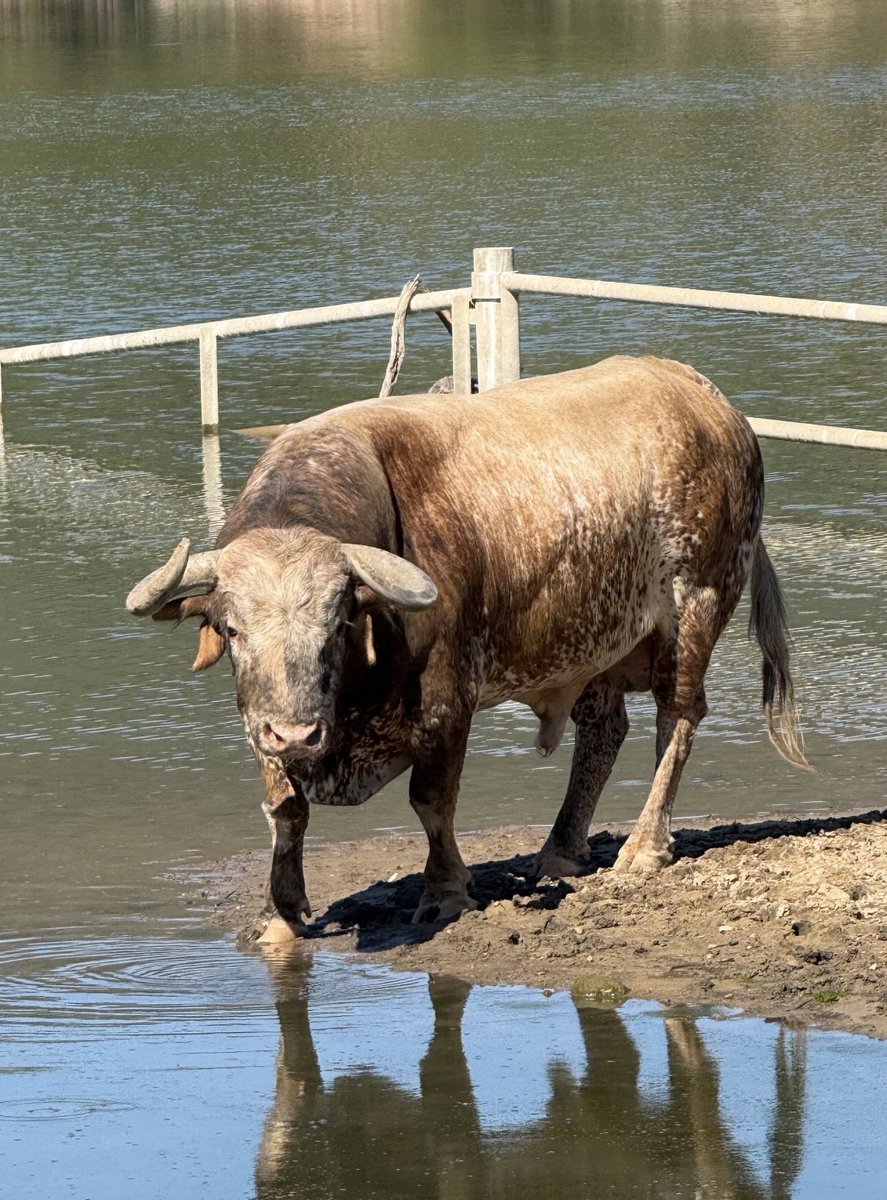 Toroslidia's tweet photo. ¿De qué ganadería es?
La oreja te da una pista. 

Y sí, en agosto sabemos dónde encontrarlos.
Cerca del agua. https://t.co/FBUcXpIPHB