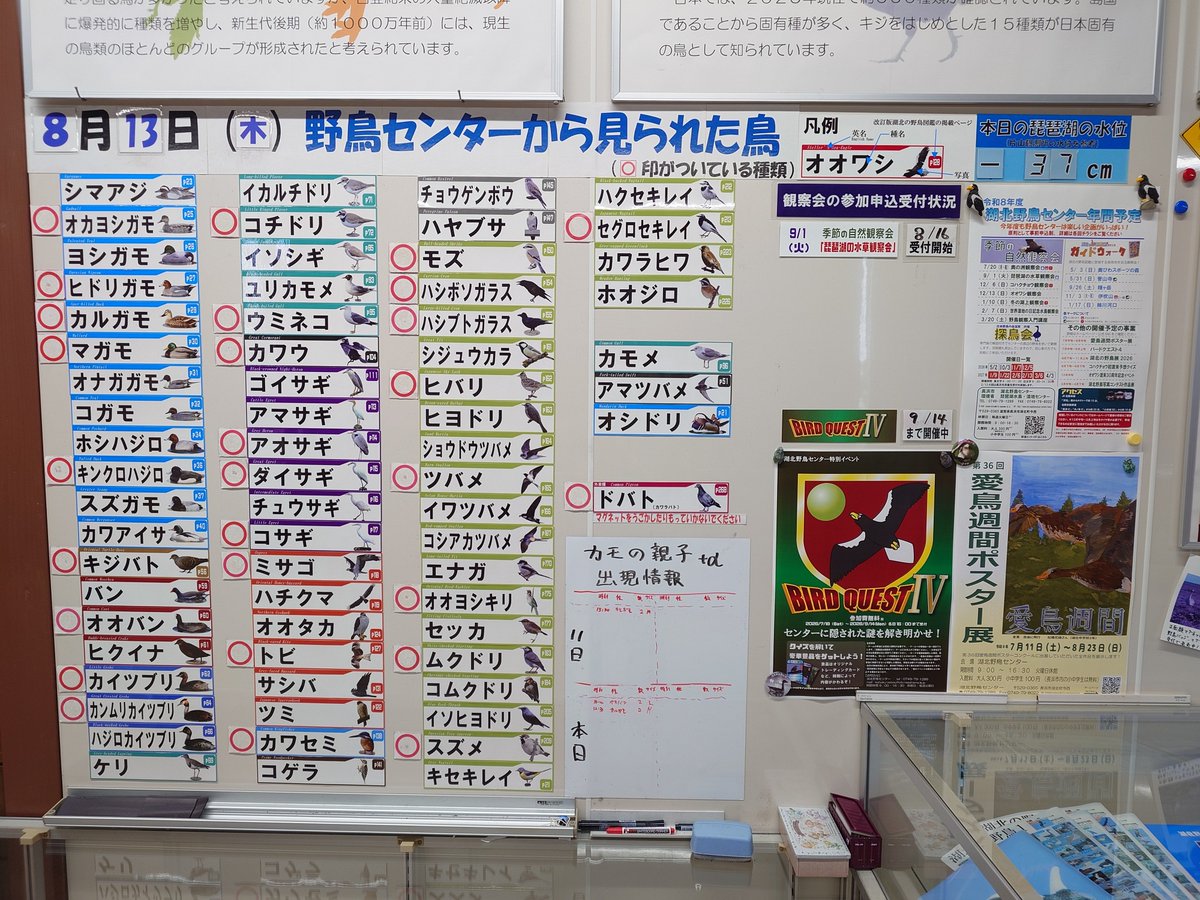 kohokuWBC's tweet photo. 8月13日（木）のセンター出現種です。
センター前にカワセミが登場！
オオバンの親子も見られています。
 #湖北野鳥センター #今日の野鳥センター https://t.co/zECt7lUo9k