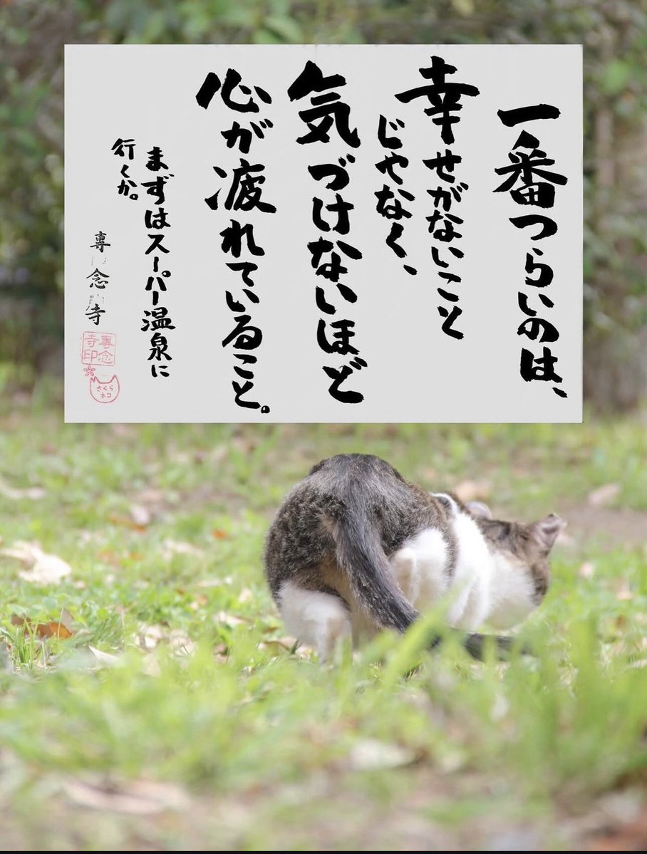 yabumoto610's tweet photo. ネコさんから人間さんへ今日の一言 https://t.co/YlxLVlHyRX