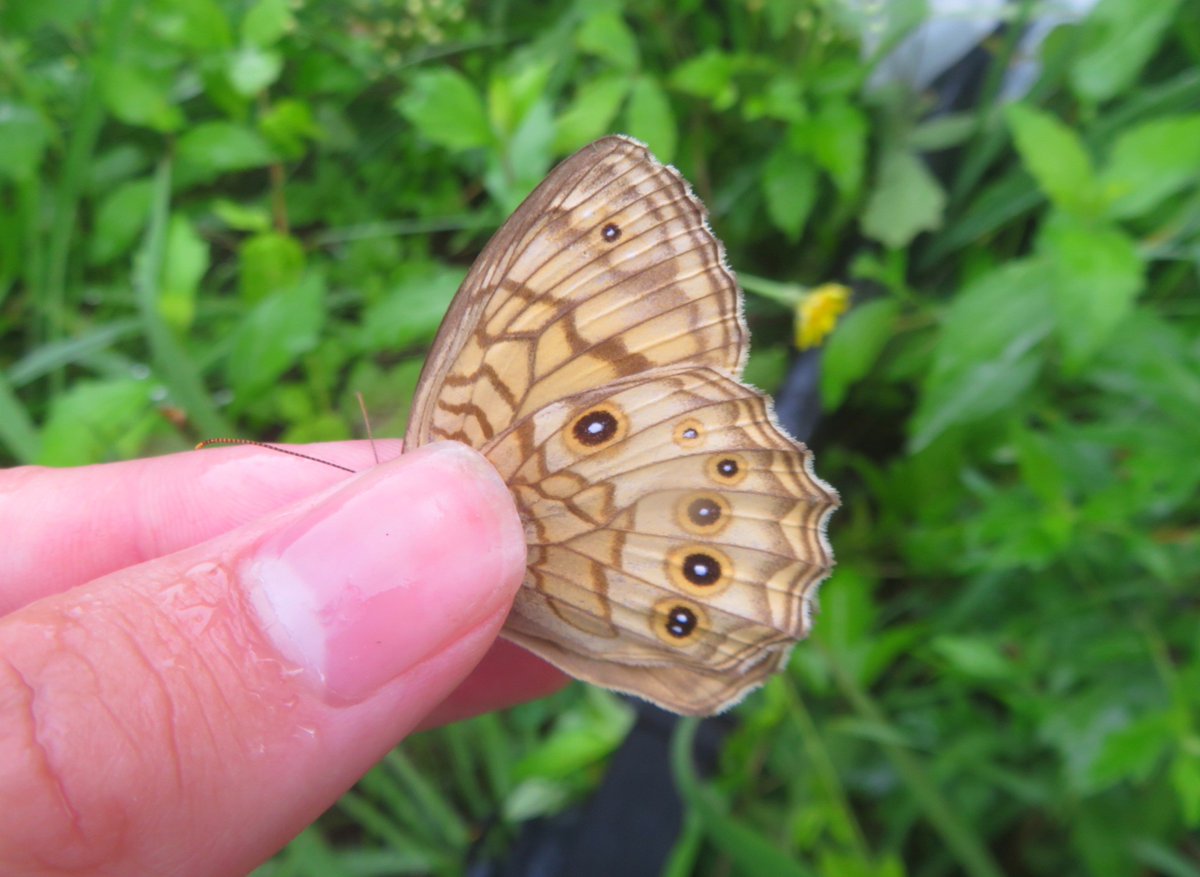 moth_yanma39's tweet photo. 天気が情緒不安定すぎて疲れた https://t.co/vMtC05wUKL