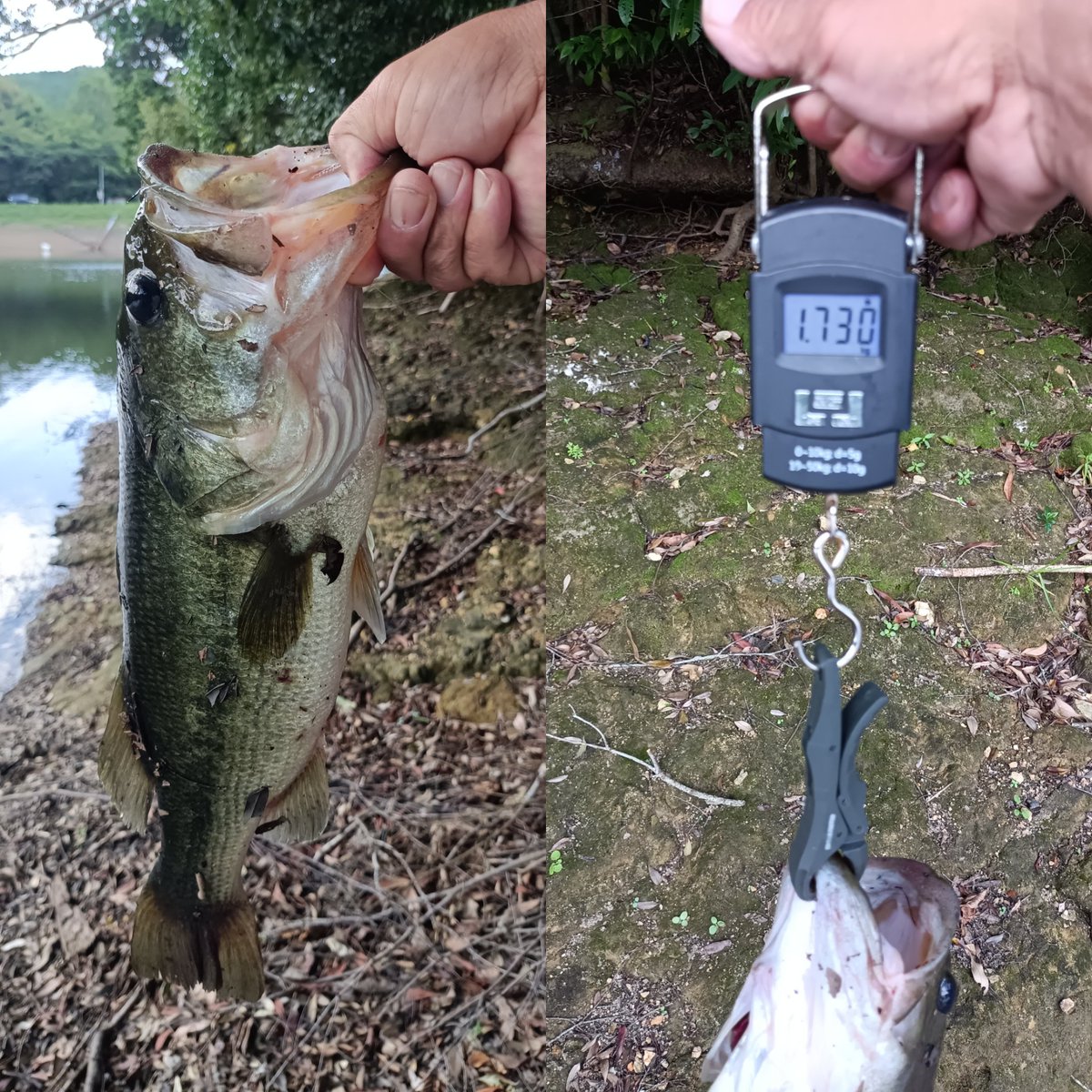 bmg1107's tweet photo. お疲れ様です⁡┏○ﾍﾟｺｯ⁡
⁡昼からも 同じ野池で🎣⁡
⁡カバースキャットに変えて⁡
⁡ｷﾀ━(ﾟ∀ﾟ)━!⁡
⁡またまた 50UP🐟⁡
⁡ホント 楽しめた😊⁡
⁡ #バス釣り⁡
⁡ #御荘⁡
⁡ #四万十市⁡
⁡ #野池オカッパリ https://t.co/eck8MZQrau
