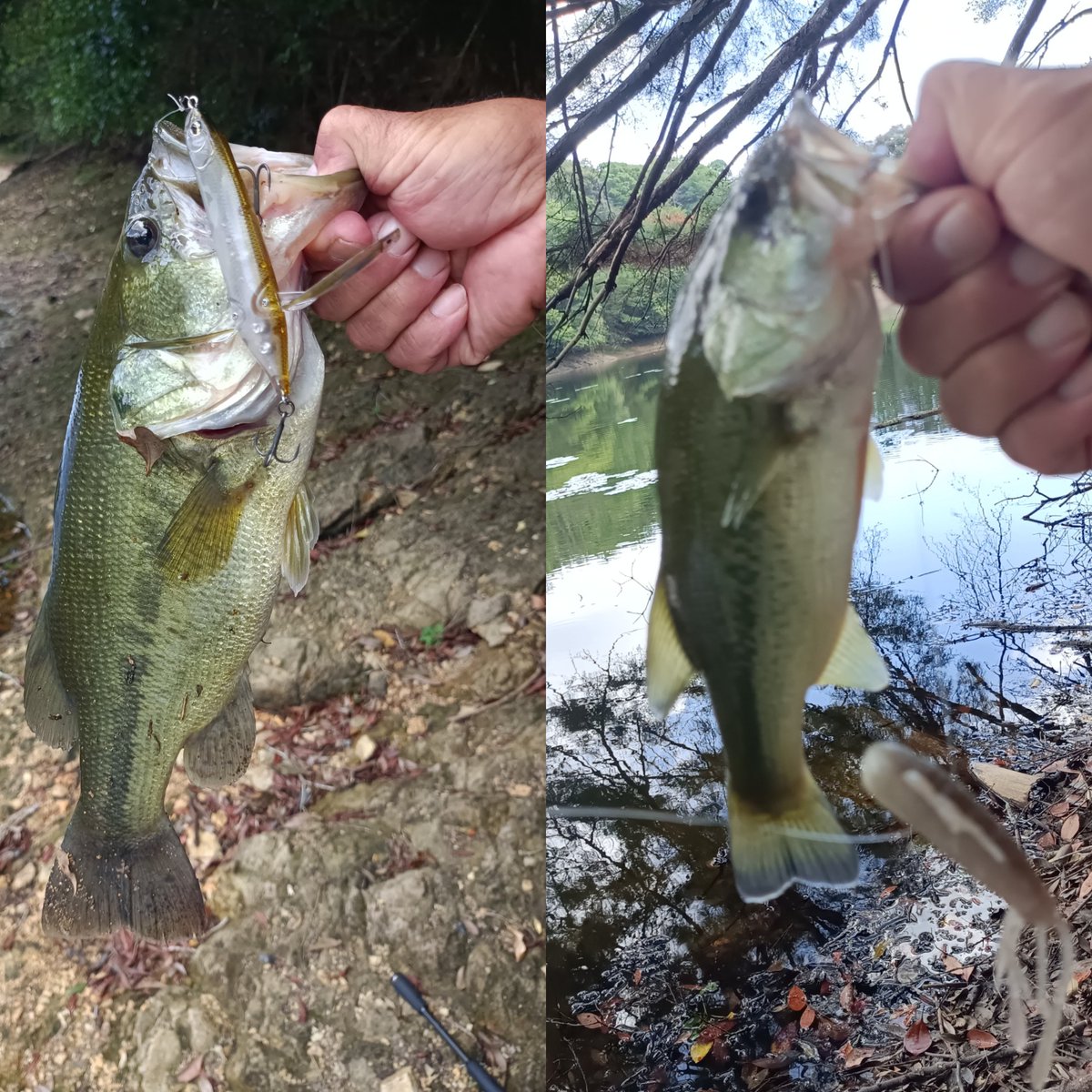 bmg1107's tweet photo. お疲れ様です⁡┏○ﾍﾟｺｯ⁡
⁡昼からも 同じ野池で🎣⁡
⁡カバースキャットに変えて⁡
⁡ｷﾀ━(ﾟ∀ﾟ)━!⁡
⁡またまた 50UP🐟⁡
⁡ホント 楽しめた😊⁡
⁡ #バス釣り⁡
⁡ #御荘⁡
⁡ #四万十市⁡
⁡ #野池オカッパリ https://t.co/eck8MZQrau