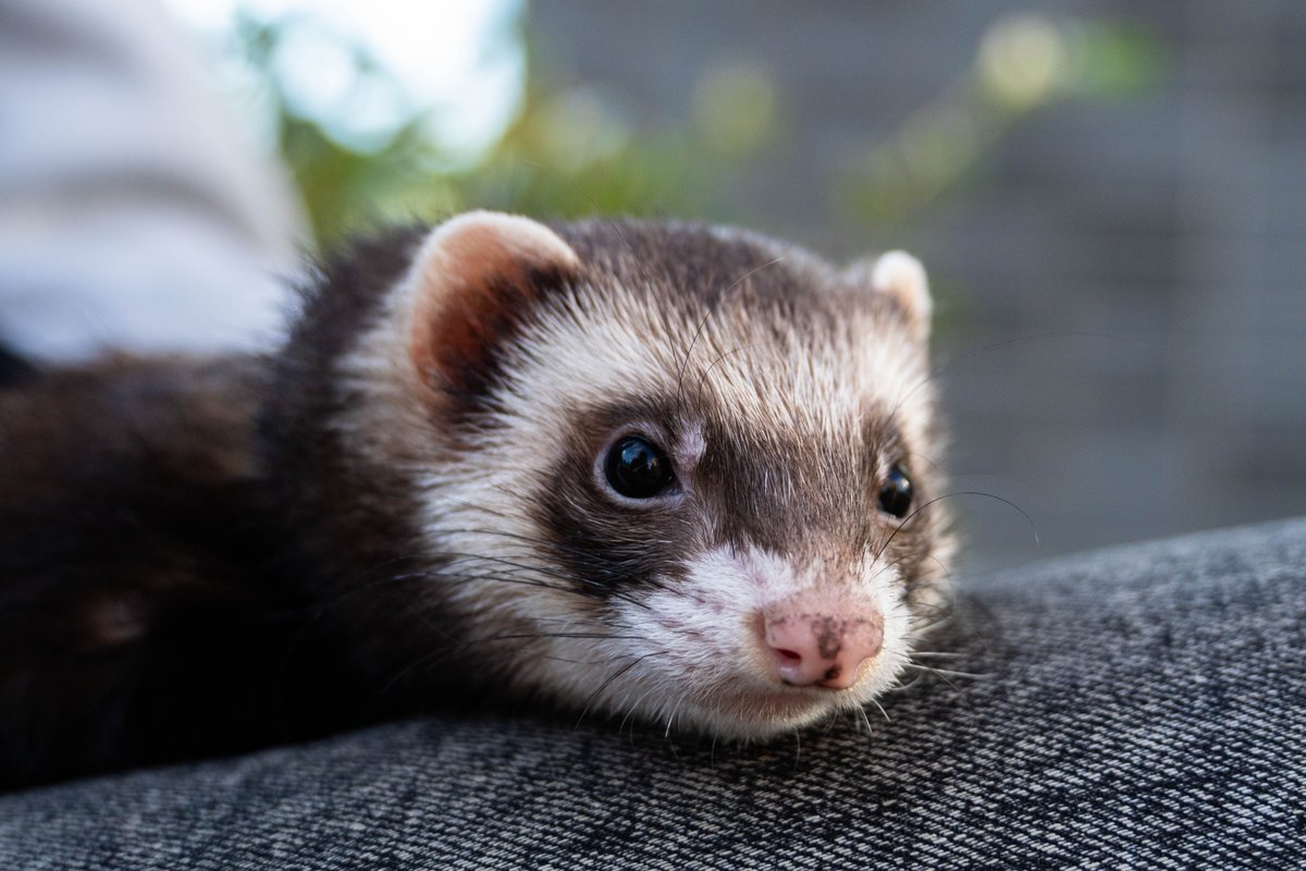 Lionovich's tweet photo. A ferret on the walk.
Her name is Luna, and she was found on the street almost starving. Now she can be a happy ferret, but is currently looking for her new family.
Let's wish her luck! https://t.co/Pqd2saaxQE