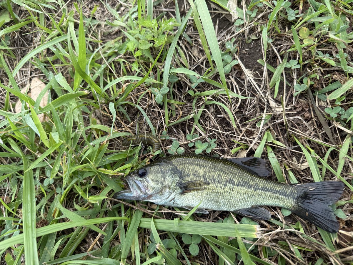 uncle0054's tweet photo. 朝7時に雨やんでてたから、道仙田🎣

サイズアップさせたかったけど、
⚡️が近寄ってきたので諦めて撤収。

明日、リベンジ行けるのか〜 https://t.co/VPP6VZfaND