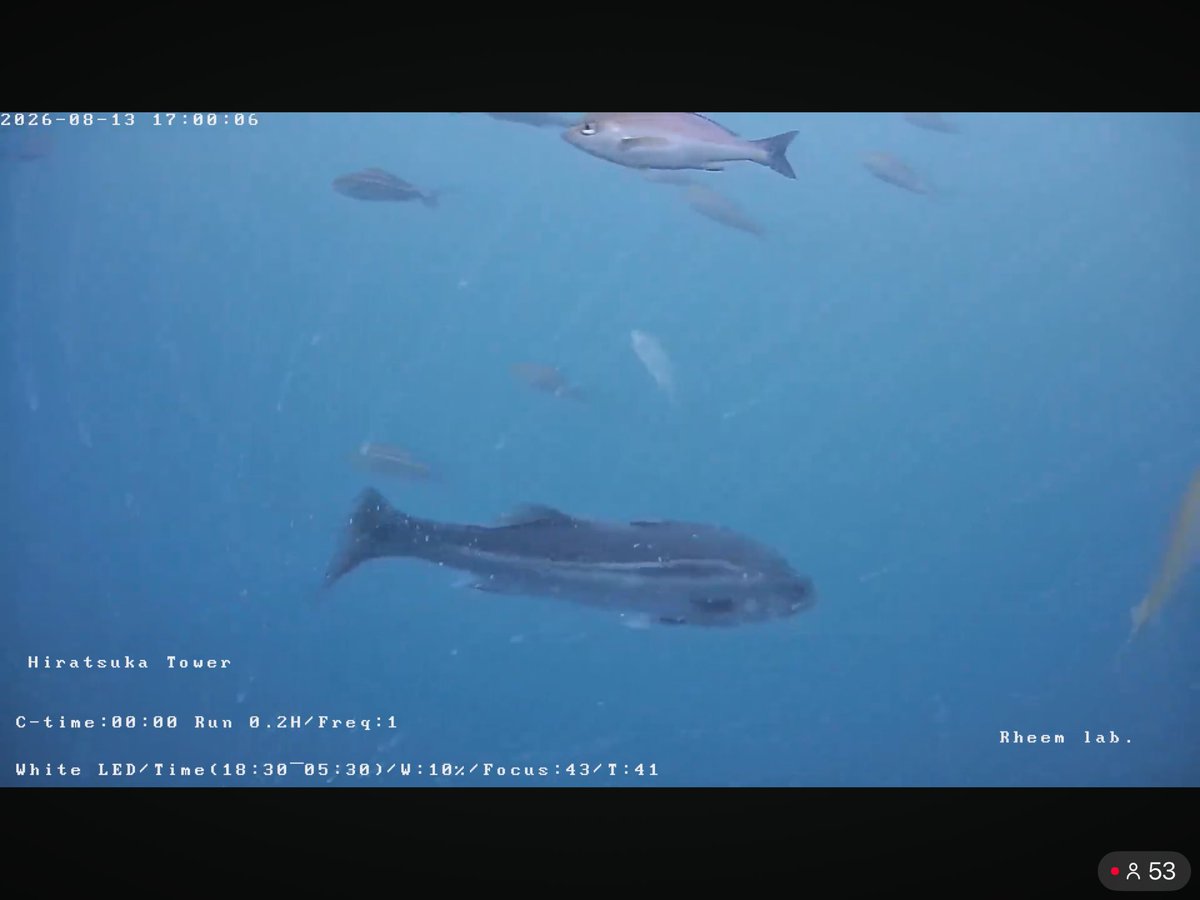 705nt's tweet photo. 海中ライブカメラ🐟
いろんな魚、数秒で変わる海の色の変化が見れて楽しい🌊 https://t.co/taFeFoteOq