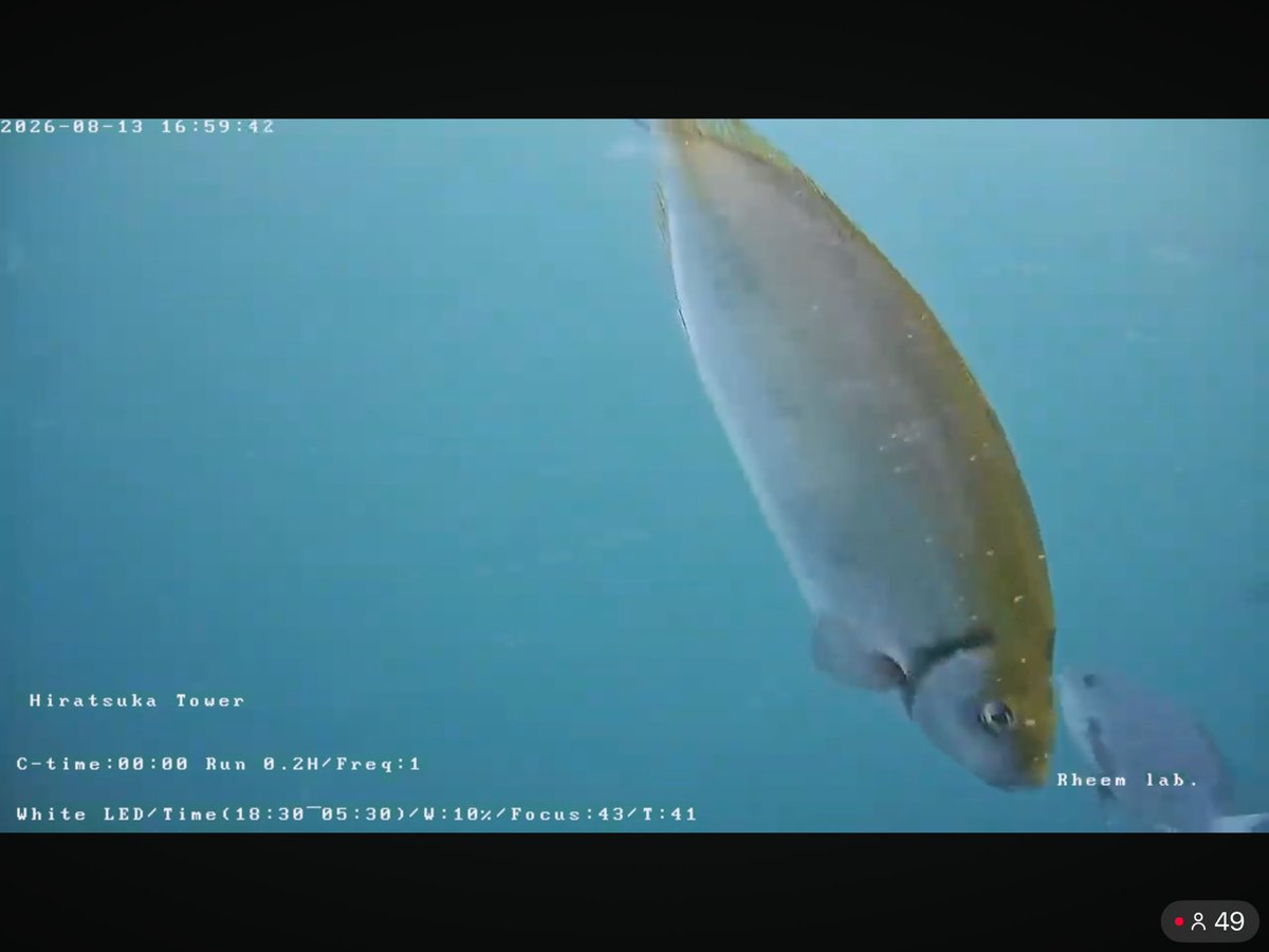 705nt's tweet photo. 海中ライブカメラ🐟
いろんな魚、数秒で変わる海の色の変化が見れて楽しい🌊 https://t.co/taFeFoteOq