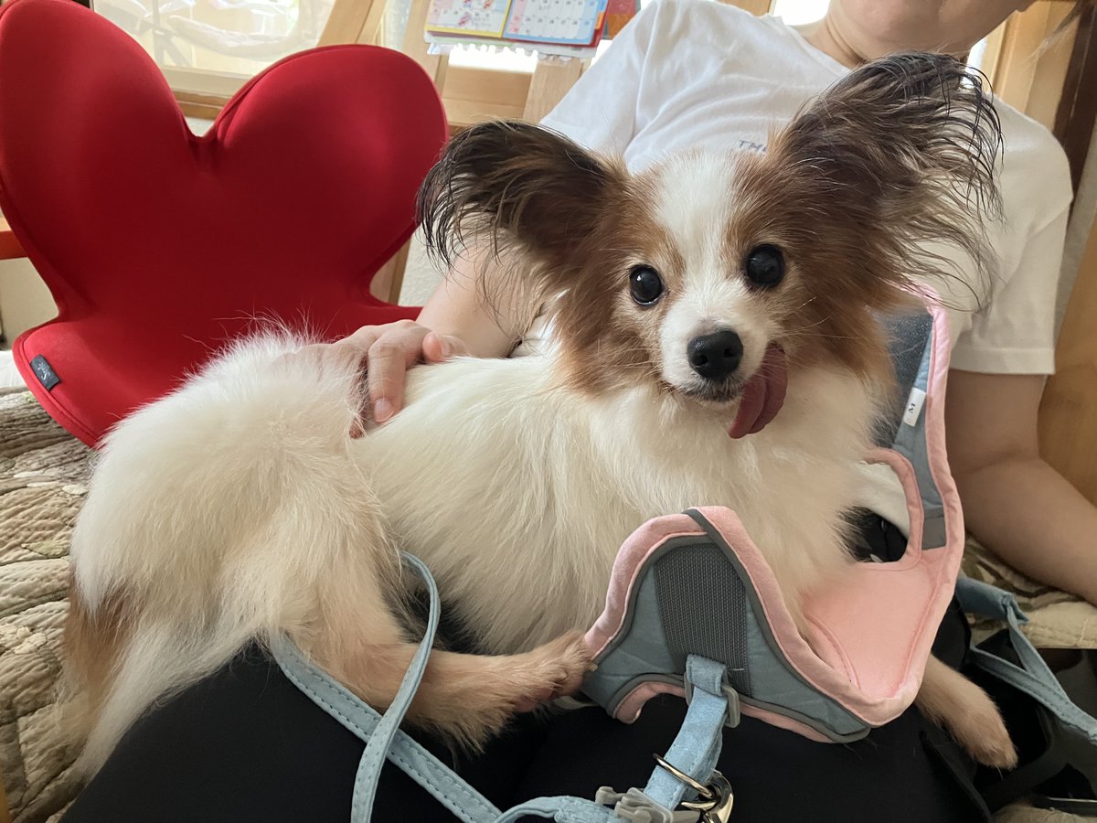 inu0708's tweet photo. 8月8日に実家の母の家に保護犬を迎えました。
八色(やいろ)ちゃんです。
多頭飼育崩壊の現場から保護されたパピヨンの女の子で推定8〜9歳です。
歯が0本でひまち���んと反対側から👅が出ています🐶
現在フィラリア陽性+ミミダニあり。
一緒にがんばろうね！
#秘密結社老犬倶楽部 https://t.co/bUEvJ3lnmf