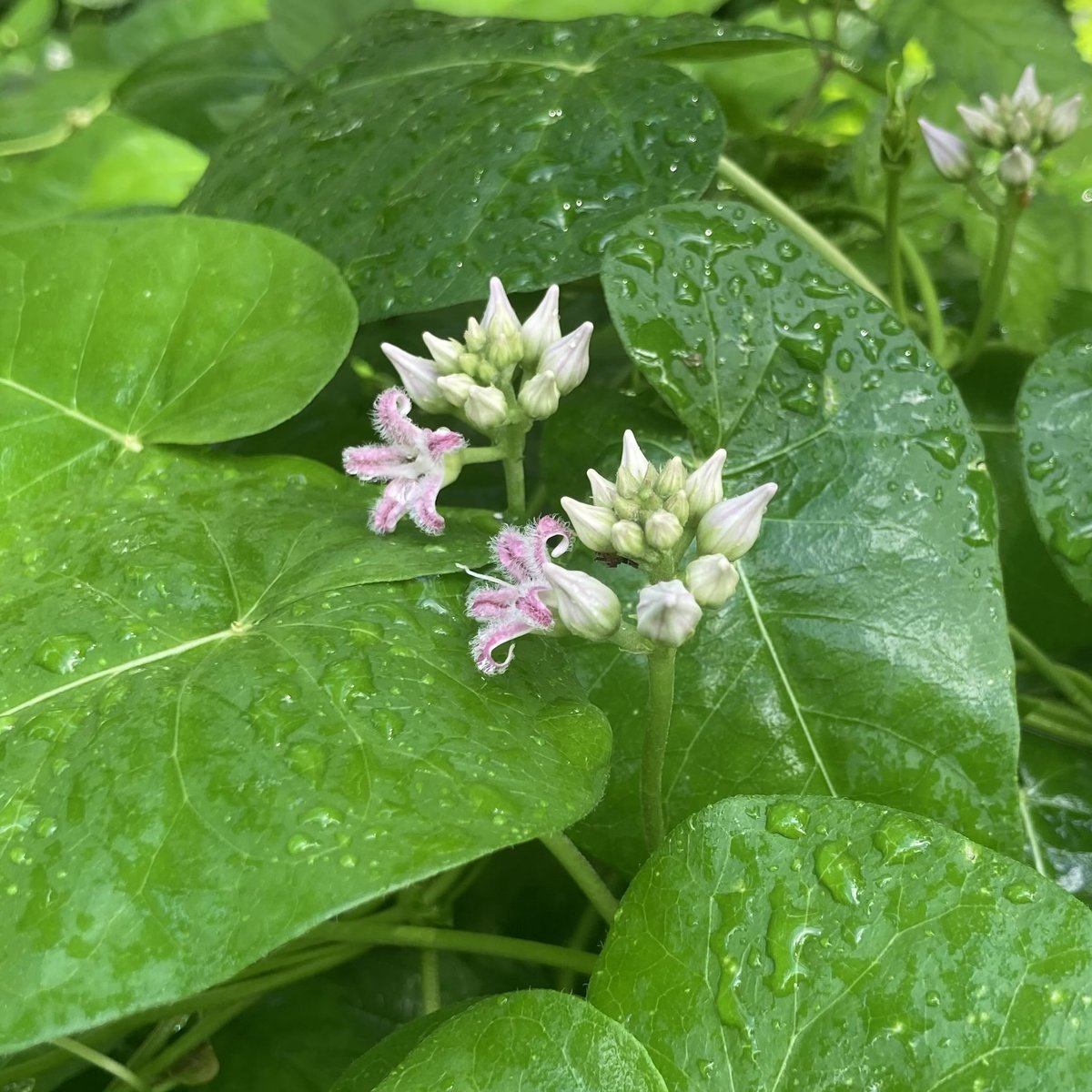 kitone_kasuya's tweet photo. 夏の植物観察＆生きもの観察。
ガガイモやキンミズヒキが咲き始めていました。開花しているクサギの花にはホウジャクが集まってきていました。#世田谷区　#雑木林　#自然観察 https://t.co/KCWzxdexFw