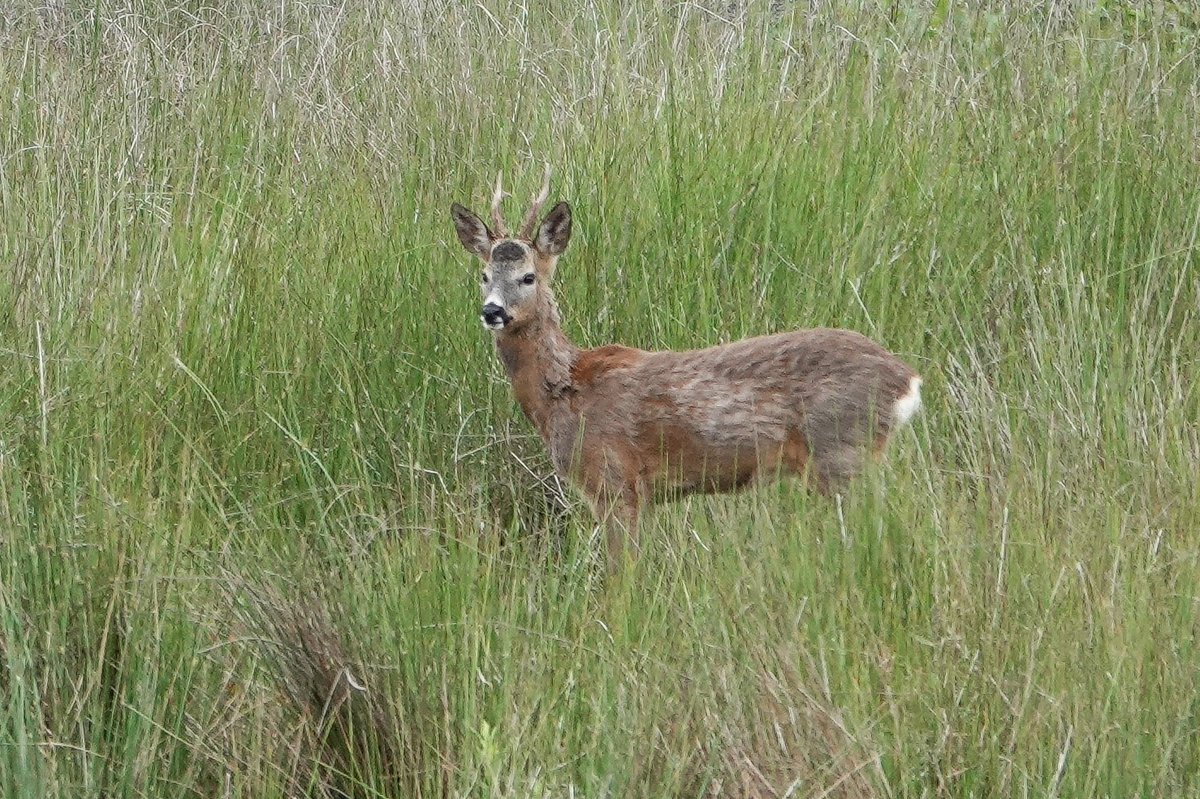Ord1e's tweet photo. The Deer Hunter
#AlphabetChallenge
#WeekFforFilms https://t.co/OyQdYw3fyX