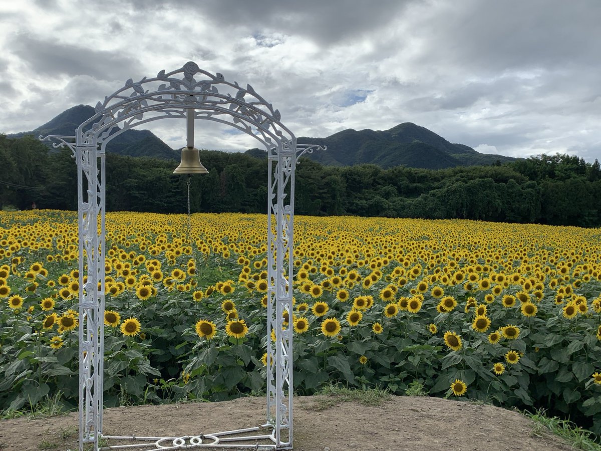 loveamorin's tweet photo. 矢巾　ひまわりパーク　青い空やら重たげな雲が混在の、でもニコニコひまわり🌻と笑顔の人　人 https://t.co/aJw591c90F