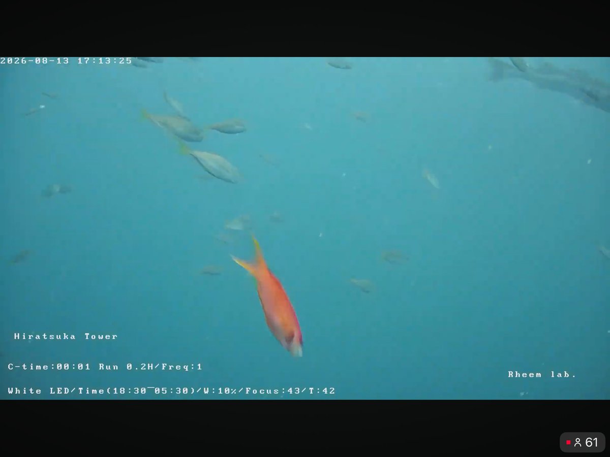 705nt's tweet photo. ピンク色の魚🐟 https://t.co/pLUPYjxa3z
