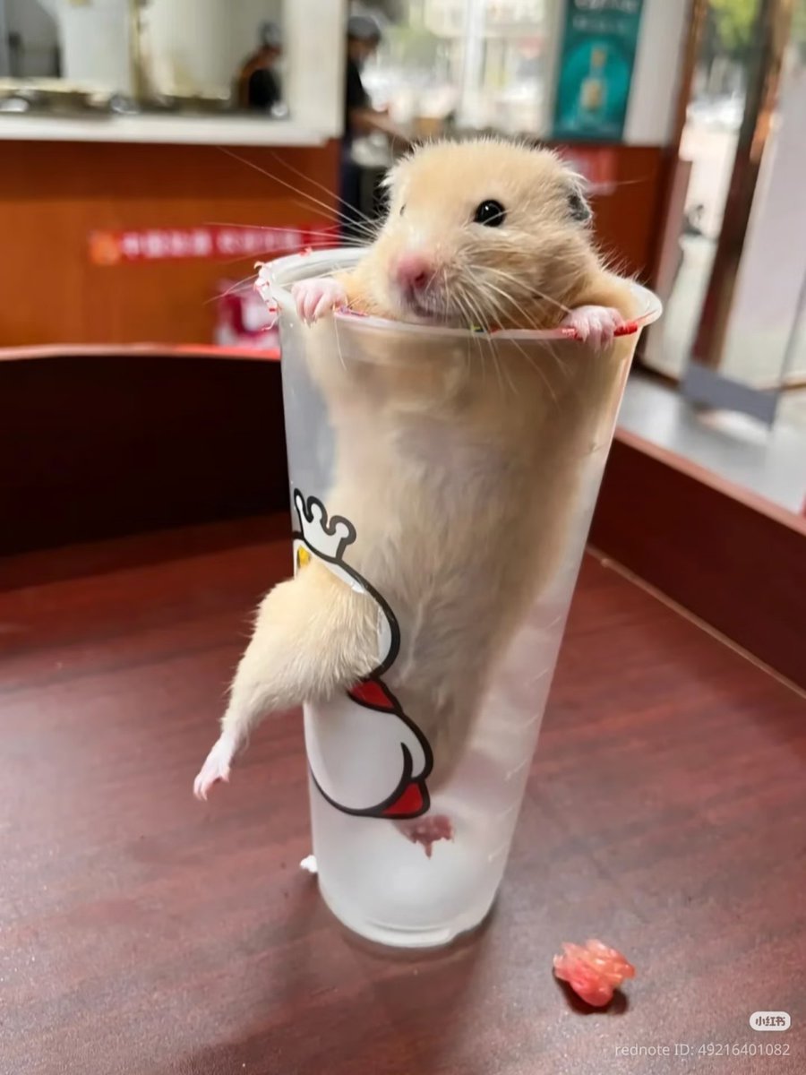 Feliyon1's tweet photo. HamsterDing Jie.haha
#QiuDingjie #KipukQiu https://t.co/VQvkIDbCON