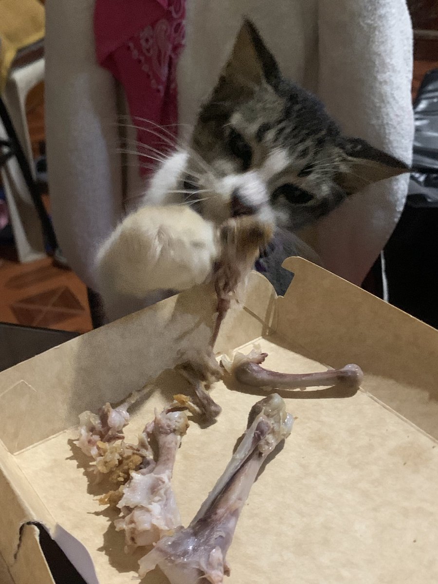 leavemenot12's tweet photo. cutieeeeeeepie🥰 #cattwt https://t.co/AdT4CnUNVj