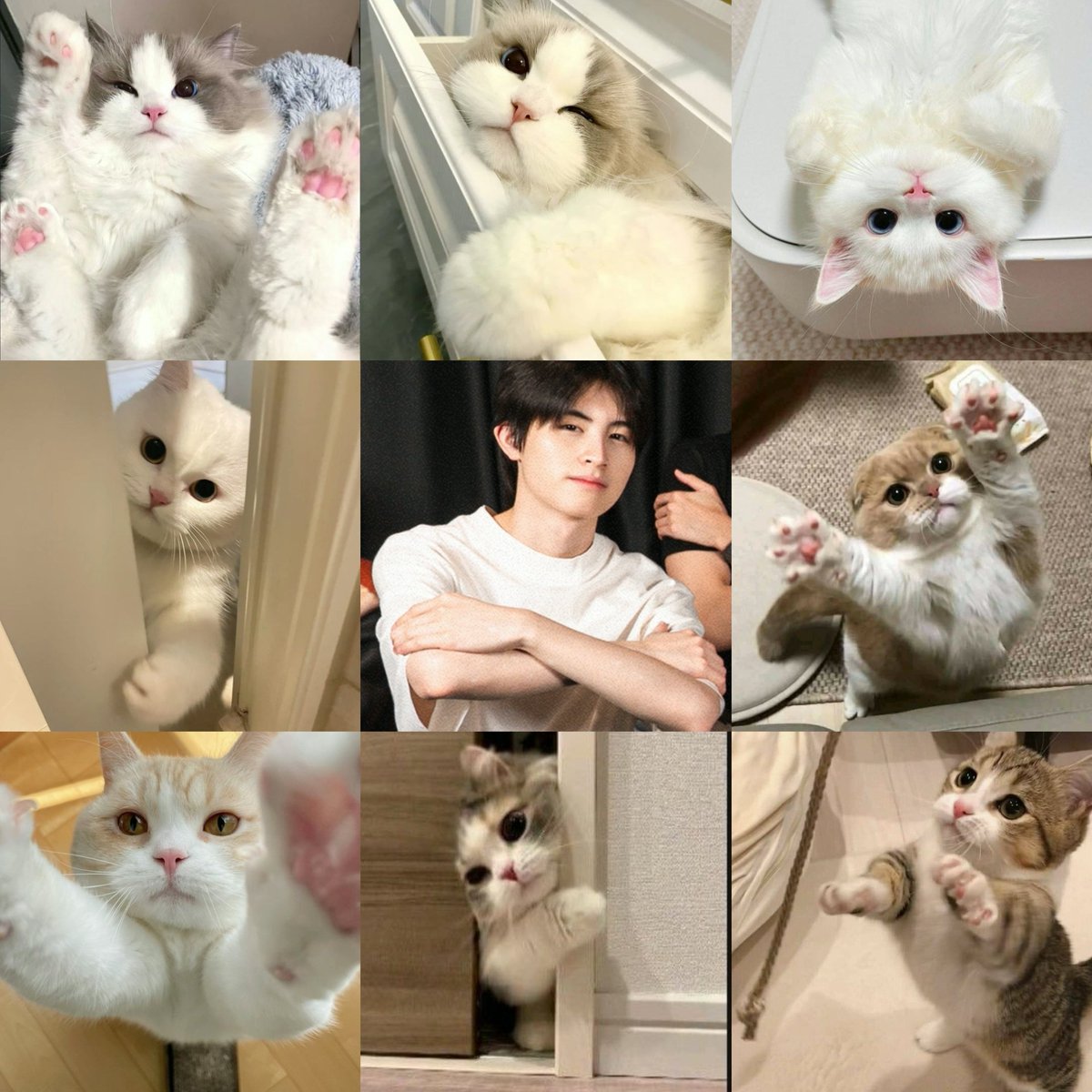 inggaph's tweet photo. แมวกอด https://t.co/vbkK4ylKES
