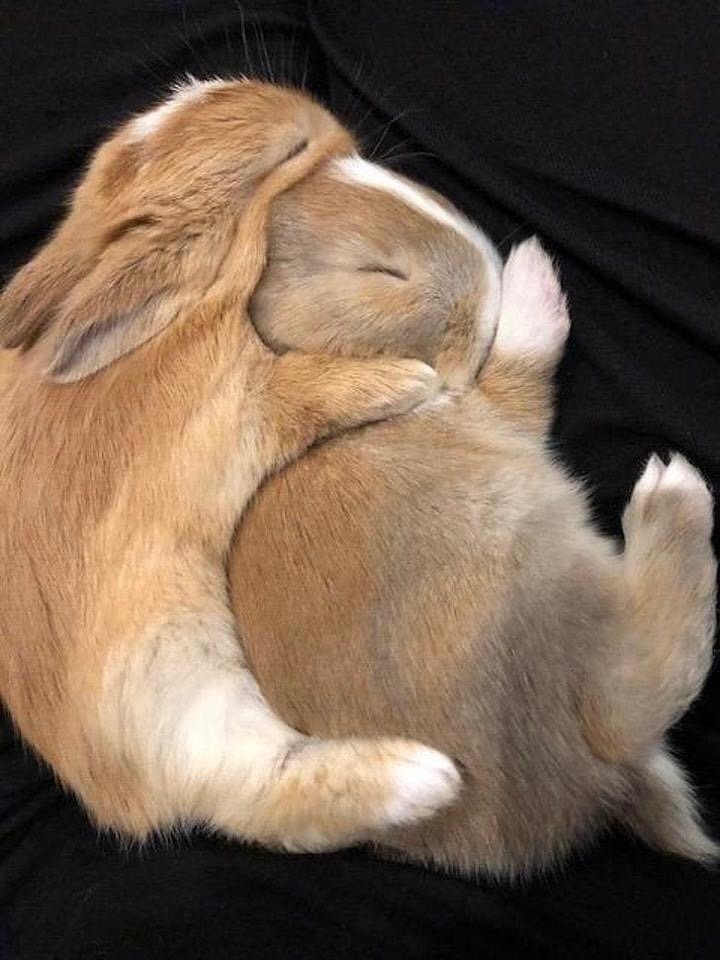 hopemoder_'s tweet photo. everybunny loves some bunny sometimes https://t.co/ENSqVlb4wa