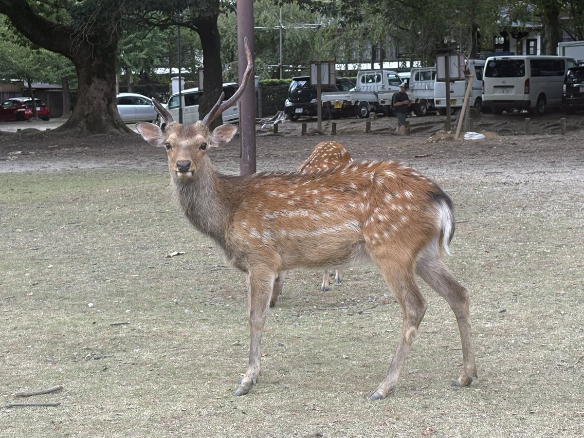 sin_sub_brawl's tweet photo. 奈良公園で鹿とふれあい中
放置してたカフェオレのストローを鹿に食われたから叱ってるってセットログをあげてる友達を撮る https://t.co/wjd21LdjOH