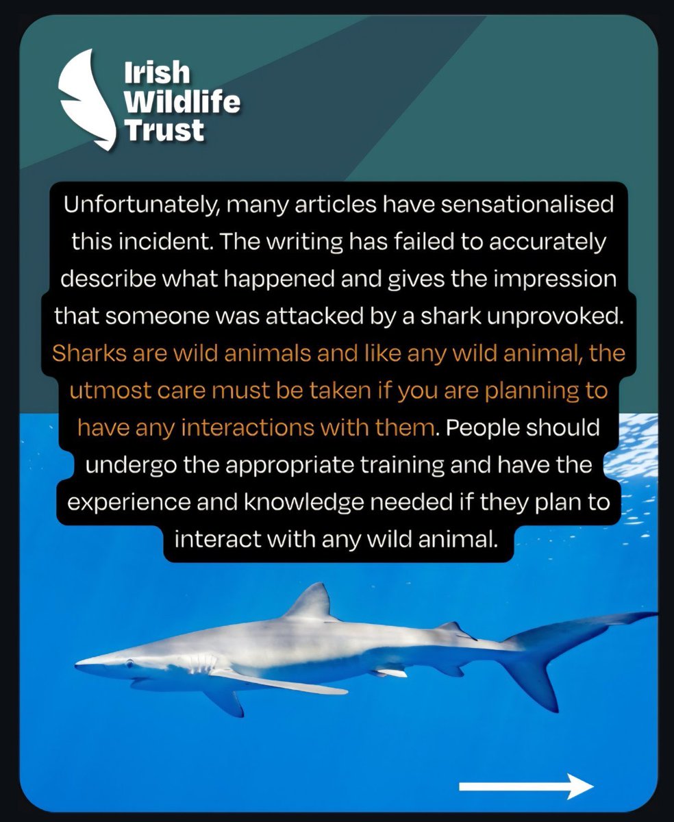 john003's tweet photo. @rtenews Blue Shark https://t.co/U6uDg5RkWF