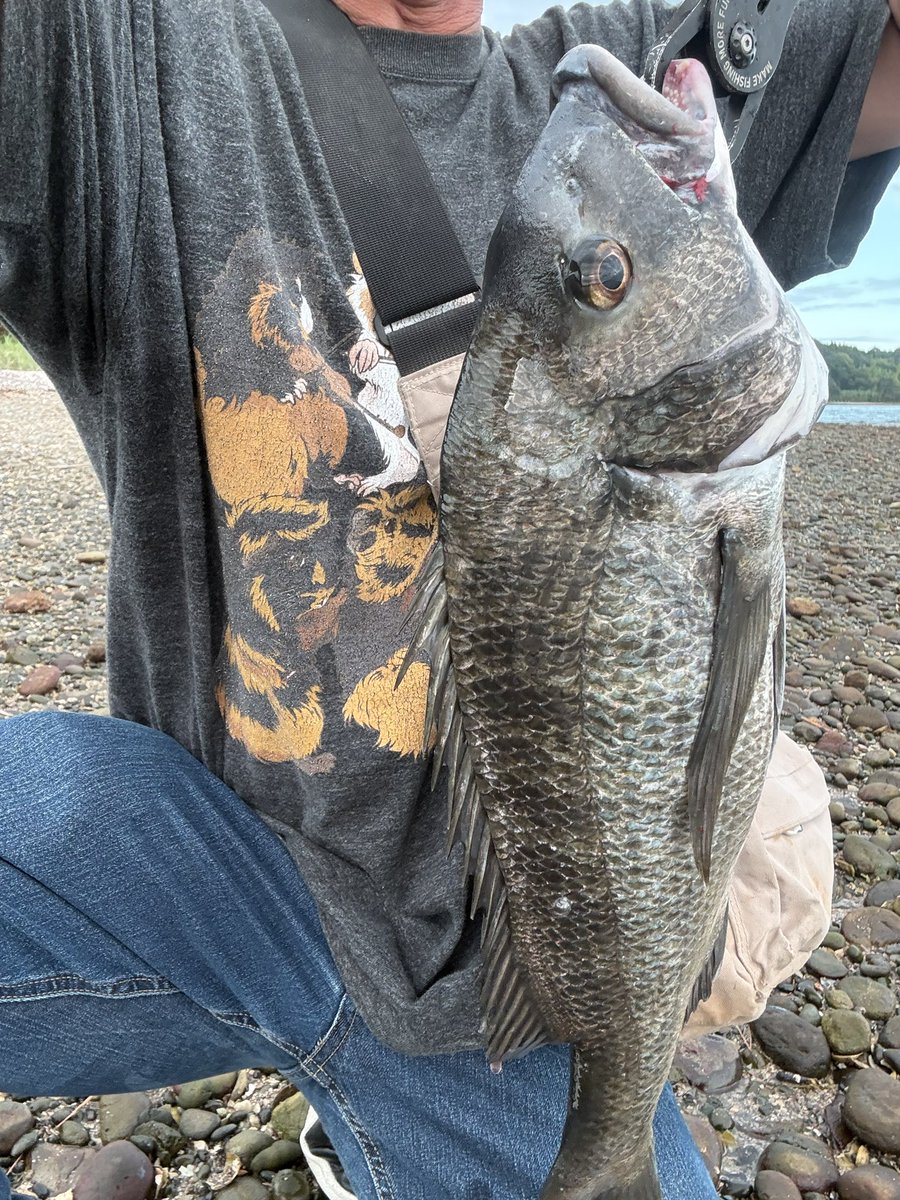 toshiaki_1827's tweet photo. 開始5分できた!🎣
デカいの狙いでシンカー10gのスモーキンダッド3.5inchで狙い通り45㎝くらいかな。
流石にデカすぎて食べるのには向かないので帰ってもらいました😂
#浜名湖
#チニング
#NOIKE
#スモーキンダッド
#フリーリグ https://t.co/Ll6o15NW8E