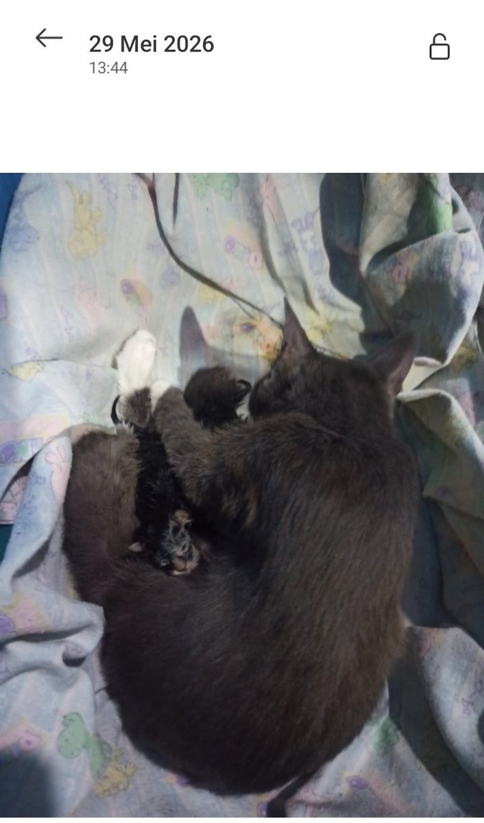 jjjelss's tweet photo. dapet foto dari ibu kucing, kalo amoy lahir 29 Mei 2026. LUCUU! karna aku lahir 28 Mei, amoy 29 Mei, dan atep 16 Juni. WE ARE GEMINI CLUBBB 🥸🤟🏼. (dapet amoy kaya hadiah ultah ke 2 aku wkwk)

btw gws moy, kacian abis dari puskeswan :(( https://t.co/J4Jb8n1UAE