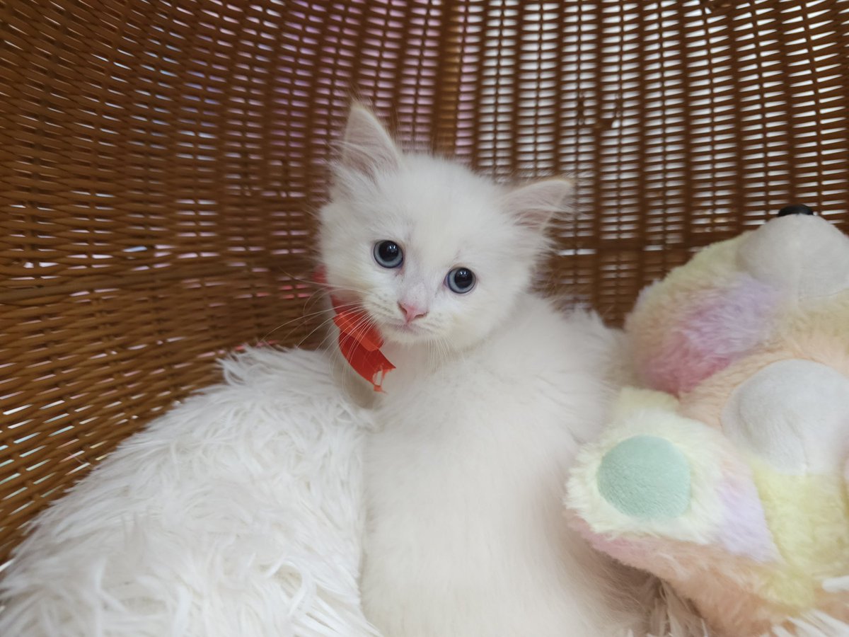 kapuas_cat's tweet photo. 「いよかん」🍊ちゃん https://t.co/MqEMCjOnvZ