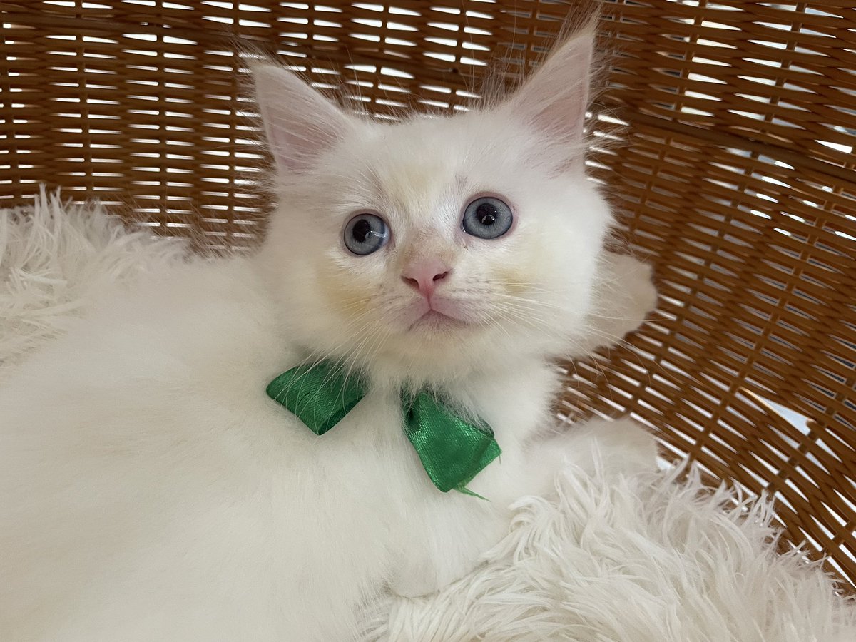 kapuas_cat's tweet photo. 「でこぽん」🍊くん https://t.co/Bv151TVMNj