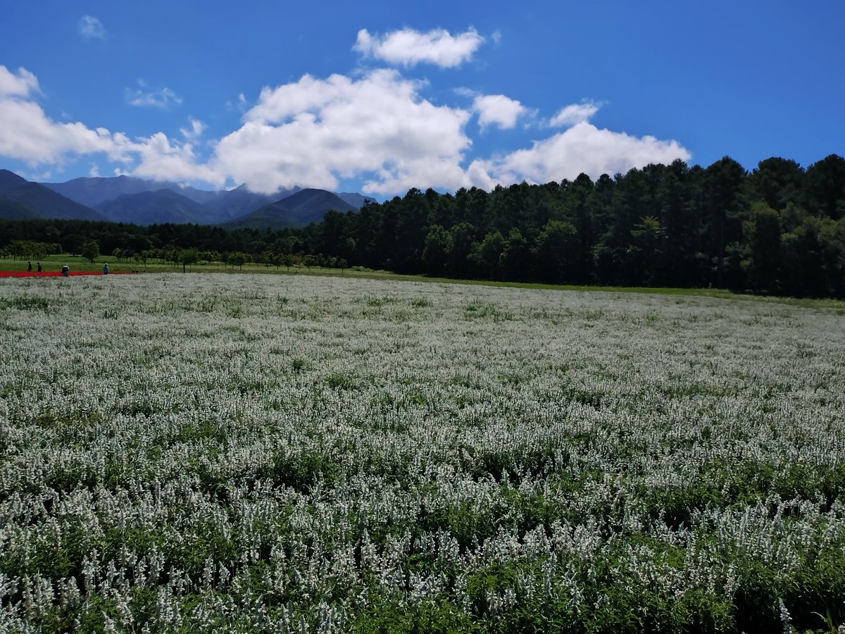 miyoshigroup's tweet photo. 八ヶ岳農業大学校「YATZ GARDEN」にて、ミヨシグループが協賛するサルビア等が見頃を迎えています🌸

名物の美味しいソフトクリームも楽しめます🍦

夏のお出かけにぜひお立ち寄りください！

https://t.co/tSHI5wlspr

#ミヨシグループ #YATZGARDEN #八ヶ岳農業大学校 #サルビア https://t.co/ZE0Akcur4X