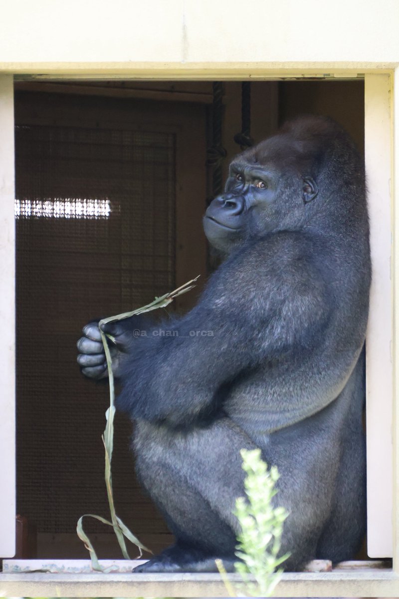 a_chan__Orca's tweet photo. 2026/08/13
東山動植物園

ニシローランドゴリラ　キヨマサ②

お外に出ても誰も居ない。

メインの室内を覗いて、フーティングからのドラミング

キヨくん頑張れ😭❤️‍🔥

#東山動植物園
#ニシローランドゴリラ
#キヨマサ
#親離れ
#頑張れ
#とりま嫁さんください https://t.co/UnmTaM2Jrh