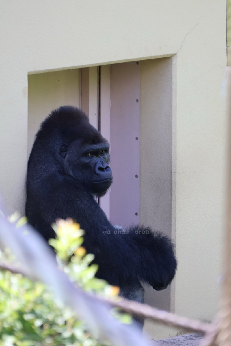 a_chan__Orca's tweet photo. 2026/08/13
東山動植物園

ニシローランドゴリラ　キヨマサ②

お外に出ても誰も居ない。

メインの室内を覗いて、フーティングからのドラミング

キヨくん頑張れ😭❤️‍🔥

#東山動植物園
#ニシローランドゴリラ
#キヨマサ
#親離れ
#頑張れ
#とりま嫁さんください https://t.co/UnmTaM2Jrh