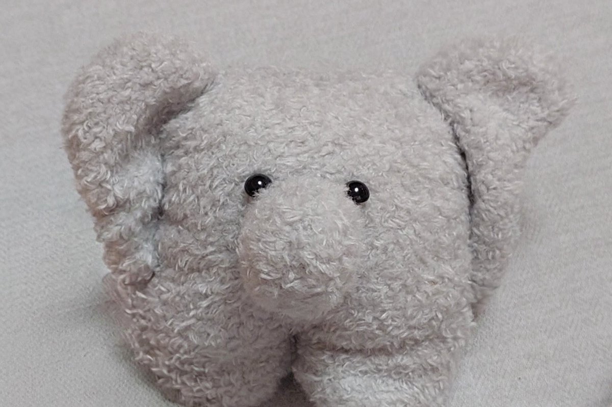 mu___9ri's tweet photo. ぞう毛、試行錯誤の記録。
（長毛・短毛グレー・短毛ホワイト・くるくる） https://t.co/r8Qcw0cV3u