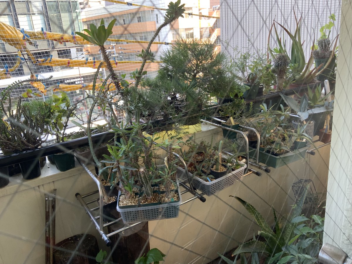 GINZAHAIR's tweet photo. 大分の実家に3日
最終日は少しそわそわします。
なんとか水切れもなく大丈夫そうです。
月末に沖縄の実家にも行くので水切れ心配。 https://t.co/Dosja5IXAP